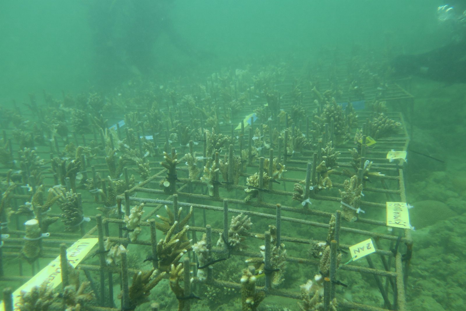 Dokumentasi PKM Coral Garden 3