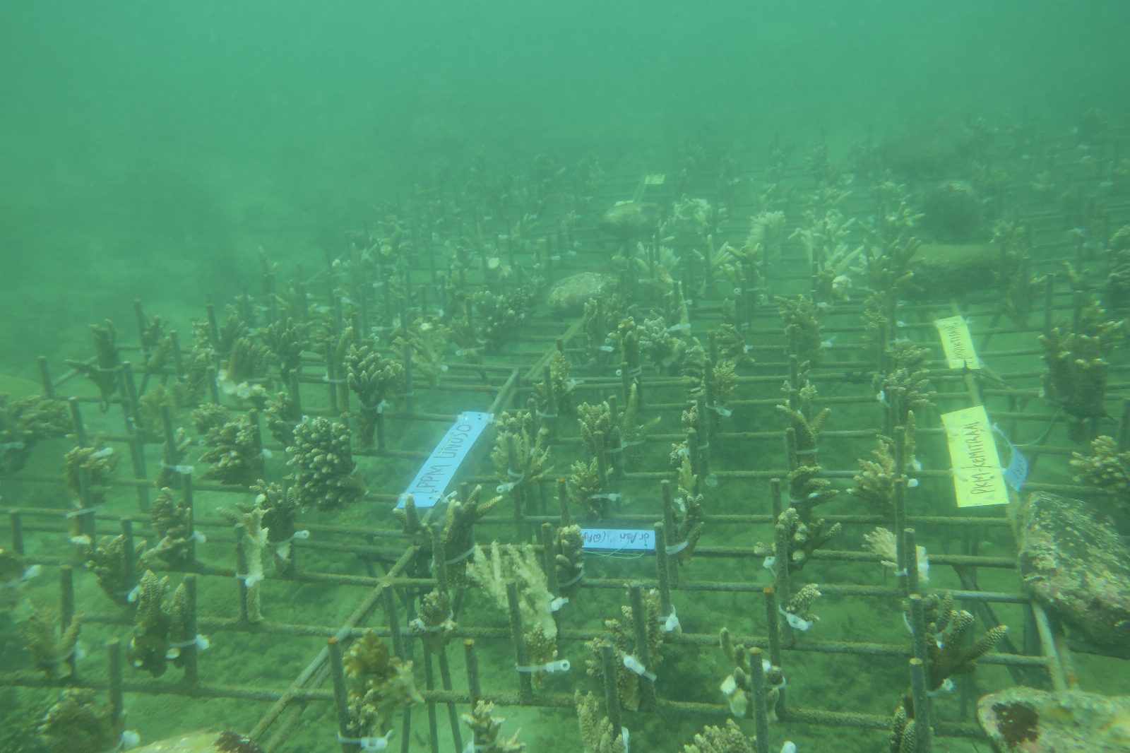 Dokumentasi PKM Coral Garden 4